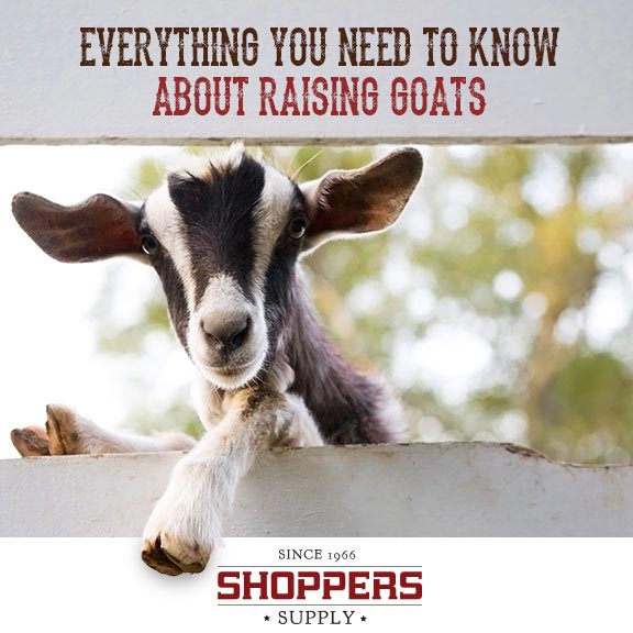Must-Have Goat Care Supplies