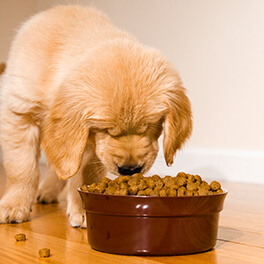 Dog eating food at our pet store 