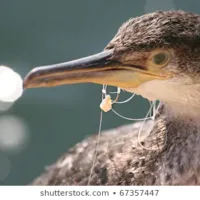 Cormorant bird stuck in fishing line hook