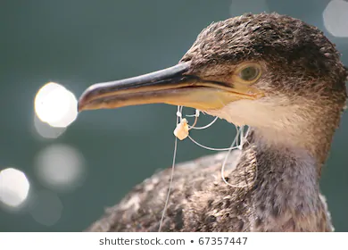 Cormorant bird stuck in fishing line hook