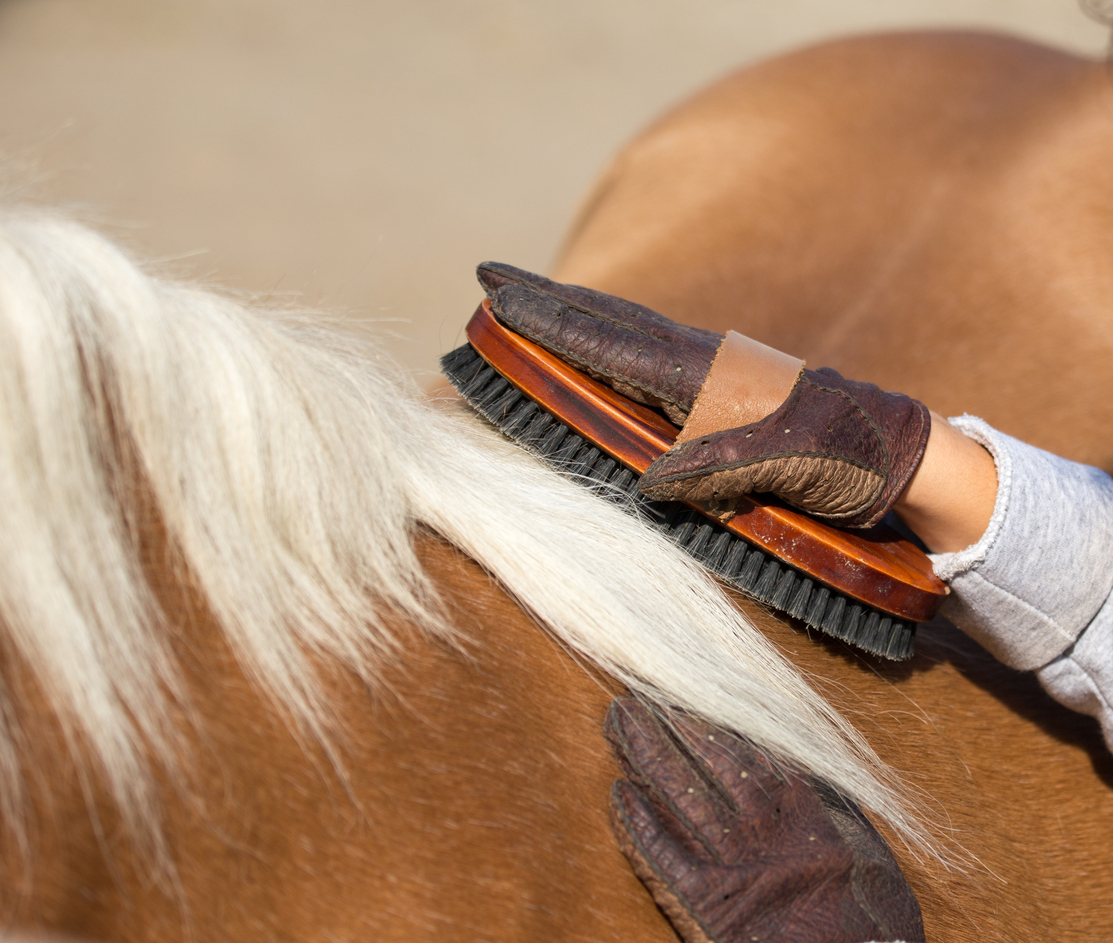 Can Your Horse Grow Long Hair? - Pro Equine Grooms