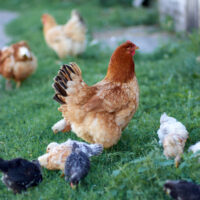 Rooster and chickens on the farm