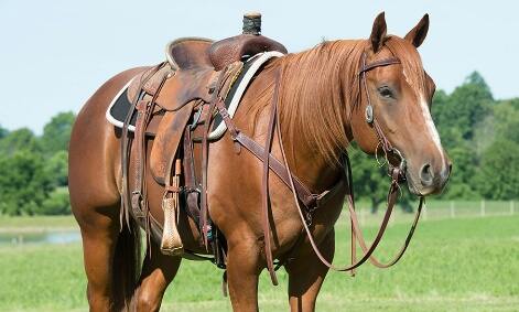 equine tack stores and horse supplies store near me