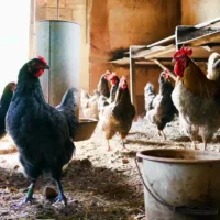 Sapphire gem chickens feeding in coupe with hens laying eggs no chicks