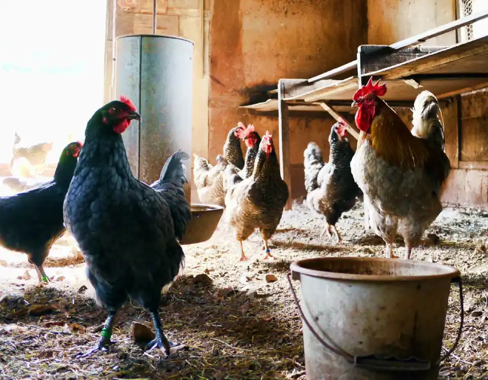 Sapphire gem chickens feeding in coupe with hens laying eggs no chicks